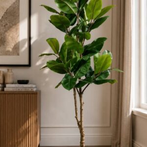 Emerald Rubber Tree